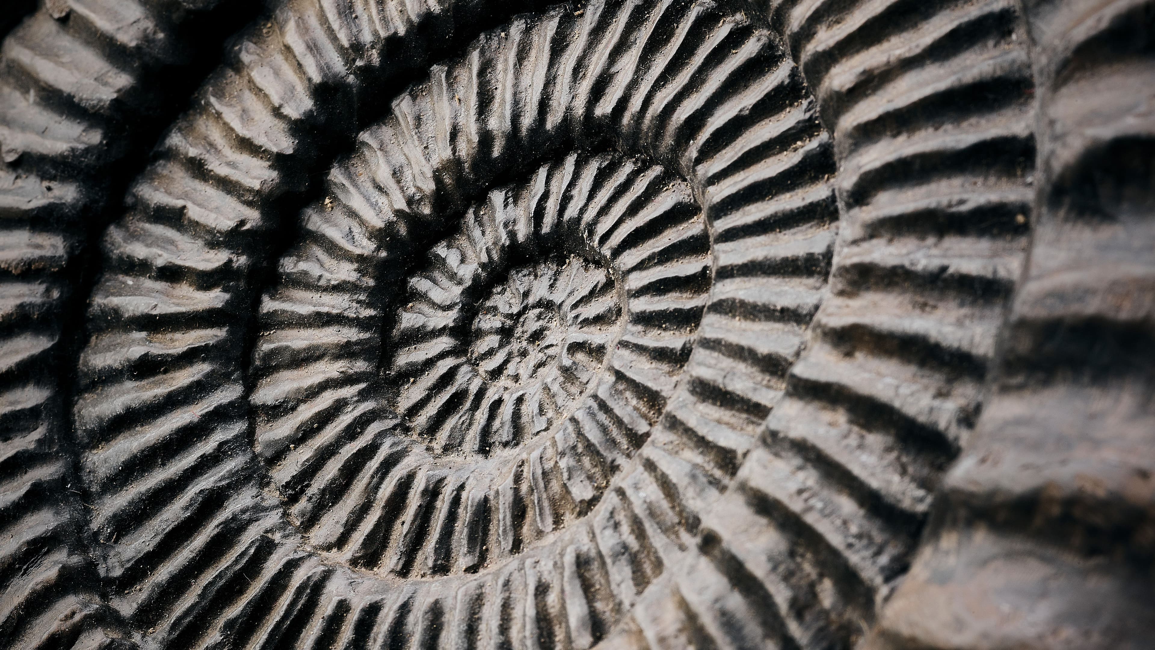 Natural History Auctions | Meteorites, Fossils & More