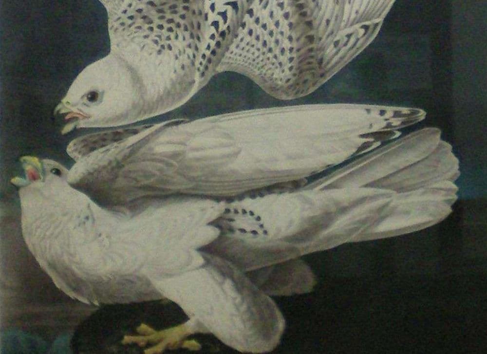 John James Audubon | French-American 1785- 1851