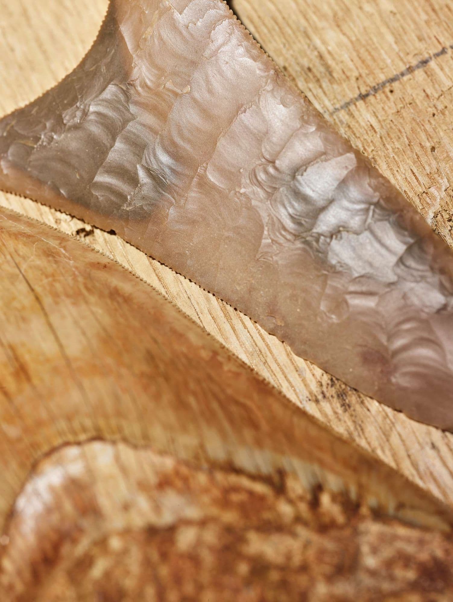 COLLECTION OF FIVE MEGALODON TEETH SOUTH CAROLINA / JAVA, MIOCENE PERIOD, 15 MILLION YEARS B.P.