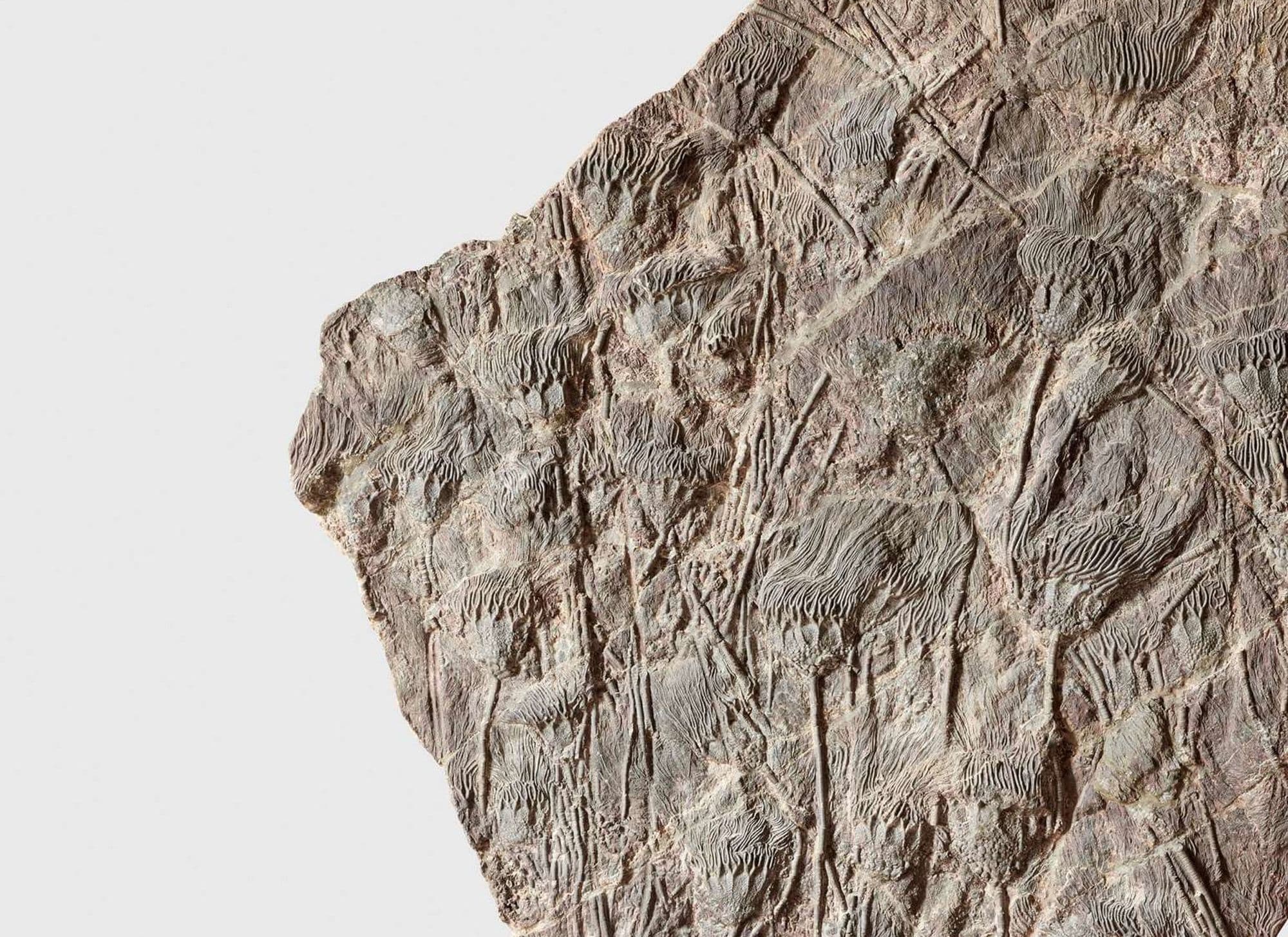 LARGE CRINOID SEA-BED PLAQUE